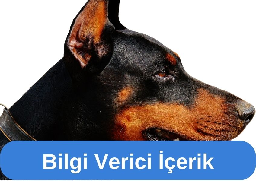 ''Köpek Eğitimi İçin Önerilerimiz''