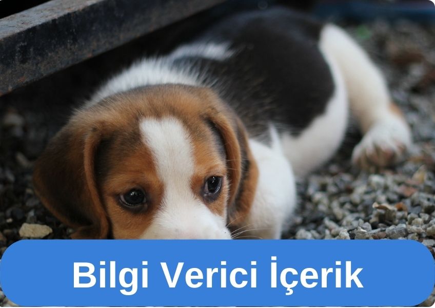 ''Köpekler Neden Kaşınır?''