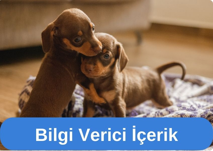 Yavru Köpeğinizin Aşıları mı Yok?Size Yardımcı Olmak İçin Buradayız.Haydi Proğram Hazırlayalım