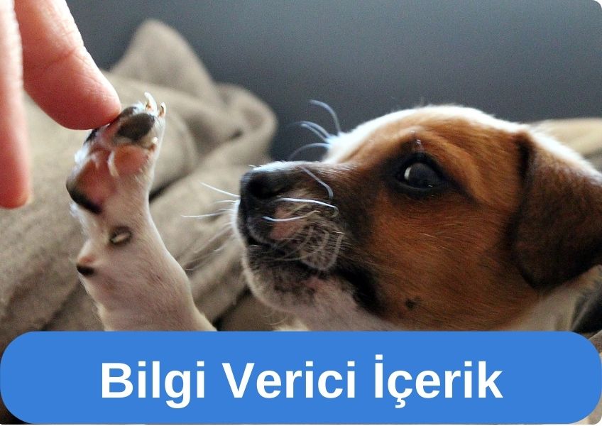 Köpeklerde Tırnak Bakımı ve Tırnak Kesimi