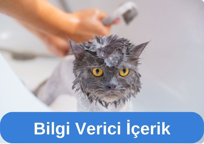 Kediler Banyo Yapmaktan Hoşlanır mı?